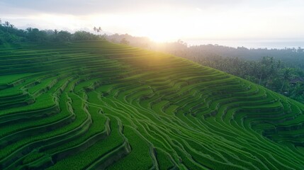 Stunning Sunrise Over Lush Green Rice Terraces in Bali