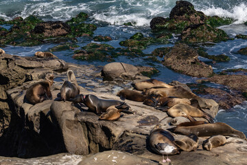 The California sea lion (Zalophus californianus) is a coastal eared seal native to western North America. La Jolla Cove, San Diego, California.
