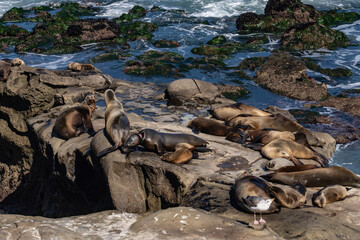 The California sea lion (Zalophus californianus) is a coastal eared seal native to western North America. La Jolla Cove, San Diego, California.
