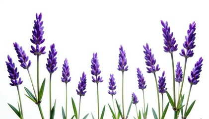 Obraz premium Isolated lavender flowers against white background, botanical, flowers