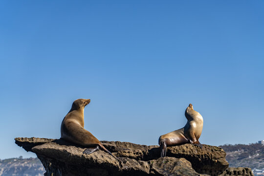 The California sea lion (Zalophus californianus) is a coastal eared seal native to western North America. La Jolla Cove, San Diego, California.
