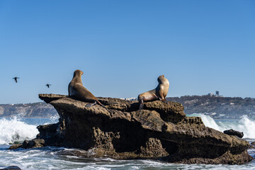 Fototapeta premium The California sea lion (Zalophus californianus) is a coastal eared seal native to western North America. La Jolla Cove, San Diego, California. 