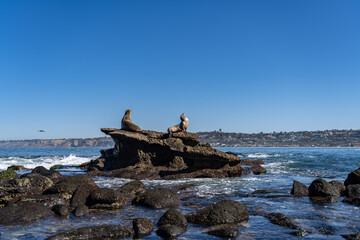 The California sea lion (Zalophus californianus) is a coastal eared seal native to western North America. La Jolla Cove, San Diego, California.
