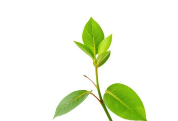 Single vibrant green plant, isolated on pure white backdrop, botany, color