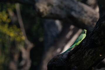 A close up vibrant green parakeet perched on a dark, textured tree trunk. The background is pale green plumage and soft, blurred.