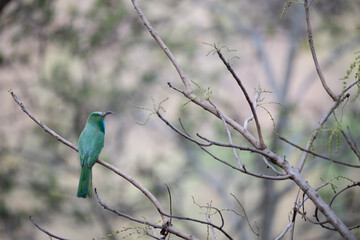 The beautiful blue bee eater perched on a thin branch with blurred background.