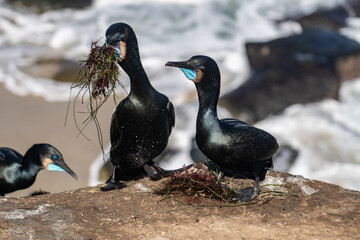 Brandt's cormorant (Urile penicillatus) is a strictly marine bird of the cormorant family of seabirds that inhabits the Pacific coast of North America. La Jolla Cove, San Diego, California.