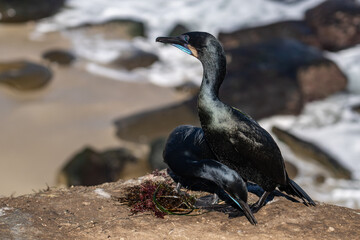 Fototapeta premium Brandt's cormorant (Urile penicillatus) is a strictly marine bird of the cormorant family of seabirds that inhabits the Pacific coast of North America. La Jolla Cove, San Diego, California.