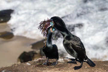 Fototapeta premium Brandt's cormorant (Urile penicillatus) is a strictly marine bird of the cormorant family of seabirds that inhabits the Pacific coast of North America. La Jolla Cove, San Diego, California.