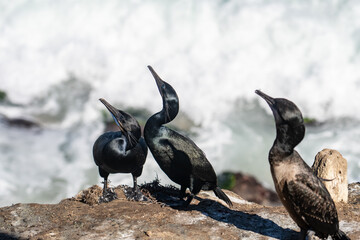 Brandt's cormorant (Urile penicillatus) is a strictly marine bird of the cormorant family of seabirds that inhabits the Pacific coast of North America. La Jolla Cove, San Diego, California.