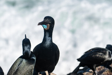 Brandt's cormorant (Urile penicillatus) is a strictly marine bird of the cormorant family of seabirds that inhabits the Pacific coast of North America. La Jolla Cove, San Diego, California.