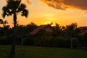 Silhouette of a palm tree at sunset, Siam Reap, Cambodia.