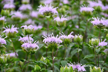 ワイルドベルガモット