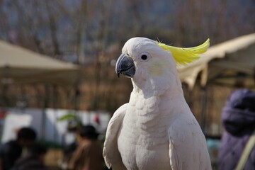 白い綺麗な鳥　オウム