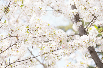 봄소식을 전하는 만발한 벚꽃들