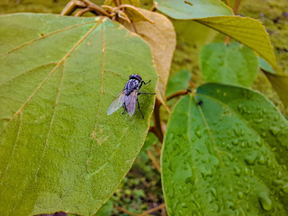 A Close-Up View of a Fly Perched on a Lush Green Leaf, Dew Drops Adorn Nearby Foliage, Nature's Tiny Marvel