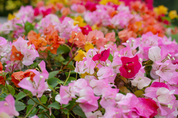 Obraz premium Colorful bougainvillea flowers in full bloom. A vibrant mix of pink, orange, yellow, and white