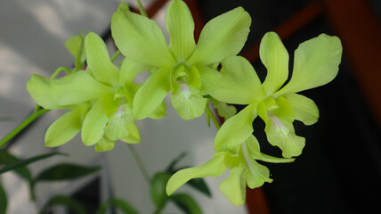 green Orchid blooming in the garden. beautiful flower