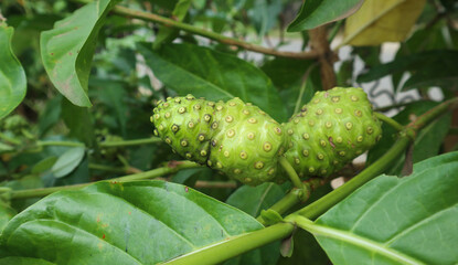 Noni plant fruit or Mengkudu or Morinda citrifolia hanging on the tree brunch. herb plants