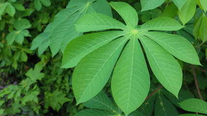 Close up of green cassava leaves in the garden. green leaves background