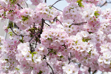Fototapeta premium Branches of sakura flowers, cherry blossom