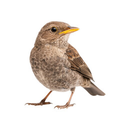 Detailed portrait of a young sparrow on a white background