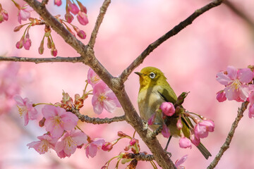 河津桜とメジロ	
