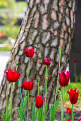튤립, 서울대공원