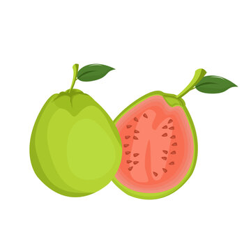 vector illustration of an guava