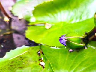 Water Lily flower buds float on the water. Water lily flower buds begin to bloom.