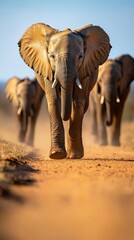 African Elephant Herd Walking on Dirt Road