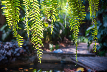 Fern leaves hang beside the building.
