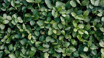 Lush Green Foliage: A Textured Symphony of Nature's Greens