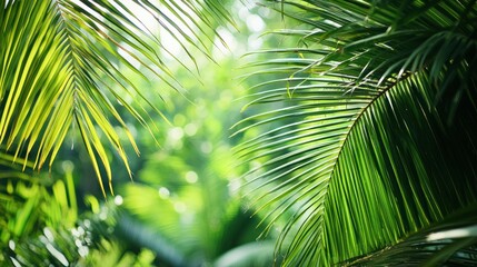 Obraz premium Lush Tropical Paradise: Vibrant Green Palm Fronds Basking in Sunlight