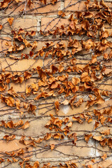 Full frame abstract texture background of a vintage exterior light brown clay brick wall surface, covered with dried grape vine foliage