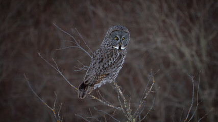 Glaring Great Gray Owl