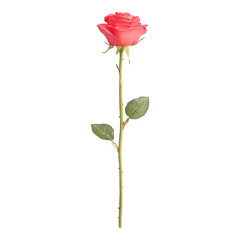 Elegant Pink Rose on a Stem Isolated on White  Isolated on transparent background