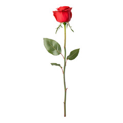 Fototapeta premium Single Red Rose on Green Stem with Leaves Isolated Isolated on transparent background