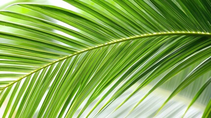 Detailed Closeup of Lush Green Palm Leaf Captured in Bright Sunlight with Delicate Texture and Vibrant Colors Illustrating Tropical Nature