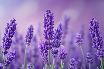 Fototapeta premium Enchanting Lavender Background with Subtle Gradient Shades and Textured Elements