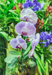 Beautiful orchids in Chiang Rai, Thailand