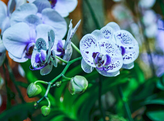 Beautiful orchids in Chiang Rai, Thailand