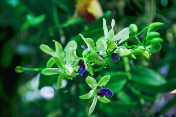 Beautiful orchids in Chiang Rai, Thailand
