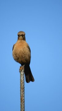 Brown rock chat Or Bruine Rotsspekvreter - 4k Vertical Video