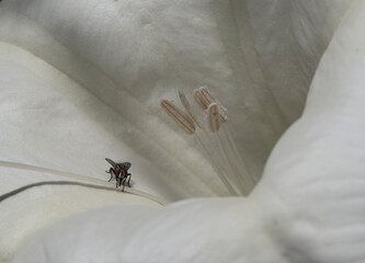 flower fly on a white flower