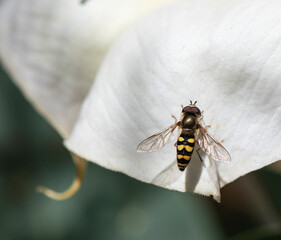 flower fly on datura flower