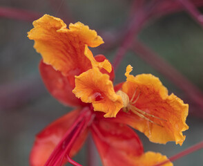 Fototapeta premium spider in a peacock flower
