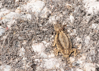 horned toad 
