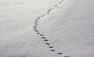 雪の上の小動物の足跡
