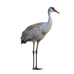 Crane (Bird) on high quality transparent background png